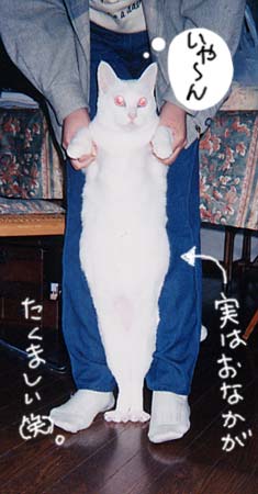 ���������A�W