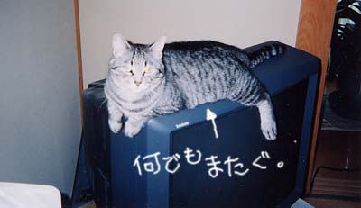 �܂��������