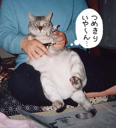 �}�L����Ƃ�������