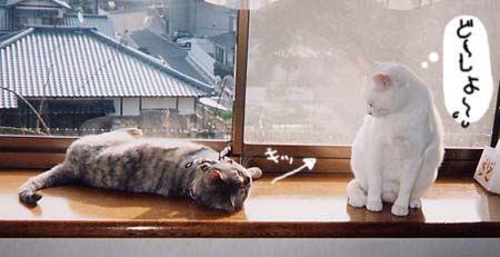 ���̌�A���f�B�ގU