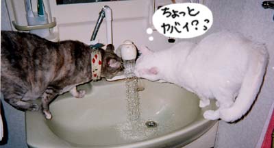 �т��т��ł���`