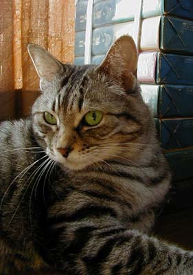 �������A�����