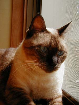 ������Ɨ����Ɍ�����H