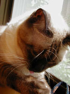 �Ђ��ς�Ђ��ς�`