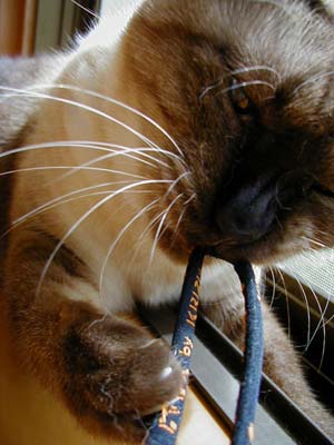 ����Ⴄ���`���I