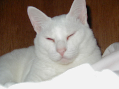 ����ōŌ�ɂ�