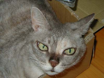 �����胉�b�L�[��