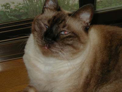 ����A�炪�ρ`(��)�B