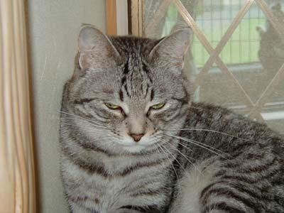 �����ĕs�@���Ȗ�ł́c(��)