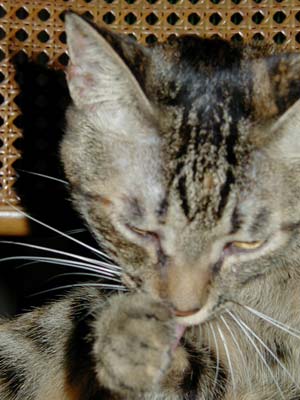 ���킢���Ȃ�(��)�i�i