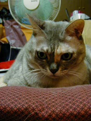 ���z�c�т��炯�`