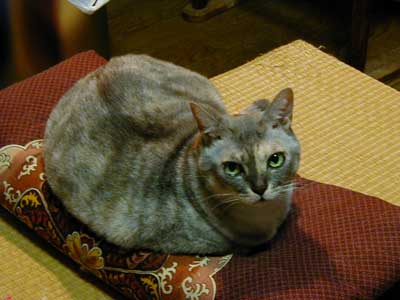 ���`�`�`���Ƃ�