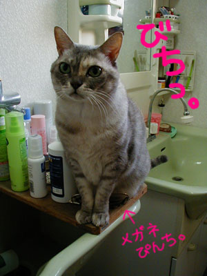 �҂����Ƃ˂�