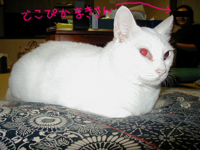 �ł��҂��c�{��ꂻ���B