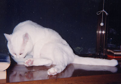 �ӌ�т��ׂĂ܂�