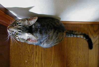 �J���ĊJ���ā`�`�`