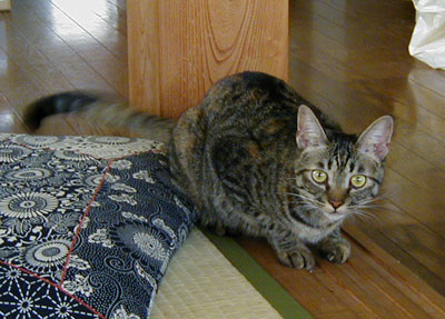 �Ԃ�Ԃ����