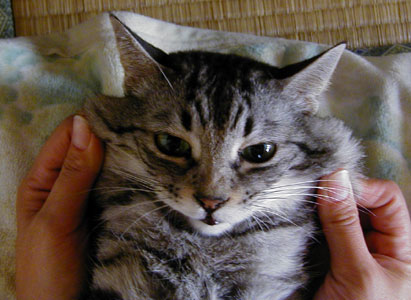 �����������ăC���Ȃ̂Ɂ`�`�B