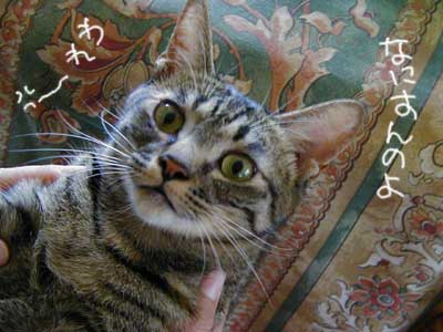 ������Ƃ����A�t���܂̓C���Ȃ̂����I�I