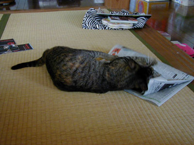 ��������ꂯ�������