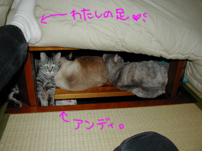 ���x���������Ǒ��͋C�ɂ��Ȃ��Ł�