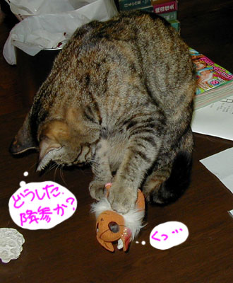 ����̓h���V�̕����ǂ����������