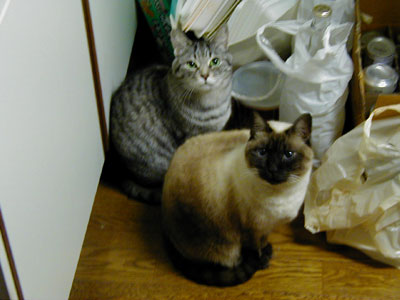 ���т܂��H