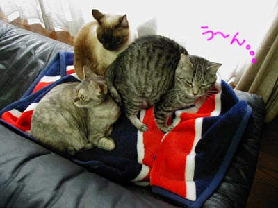 �l�R�̐L�т͋C�����ǂ�����