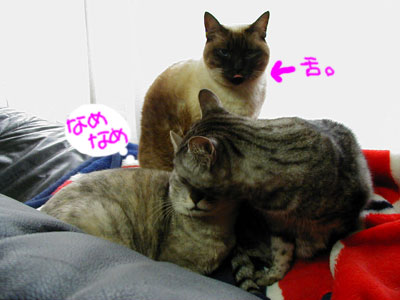 ���̂ɐ���������܂ܥ��