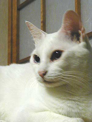 �A���f�B����