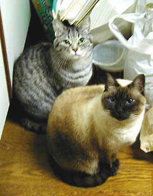 ���͂�܂��H