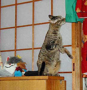 �ށ[��A���̃J�����ͥ��