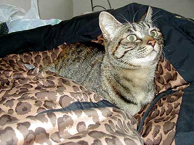 �S�[�W���X!!