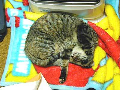 ���炩�`�`