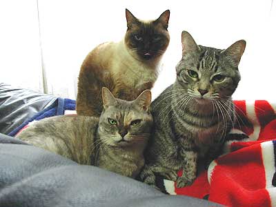 ���ǂ��l��